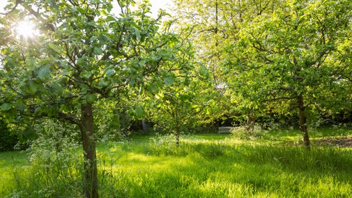 The orchard at Shaw's Corner, Hertfordshire